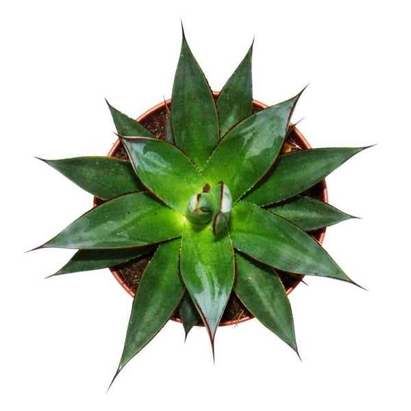 Agave "Shaka Zulu" - Kruka 15cm - Inomhus succulent växt