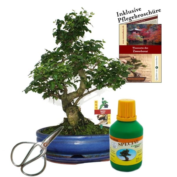 Bonsai - Kinesisk. Liguster - Ligustrum - ca 10 år - skål 25 cm - presentförpackning med saxar och gödsel