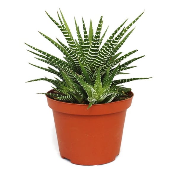 Haworthia fasciata "Big Band" - växt i kruka 10,5 cm