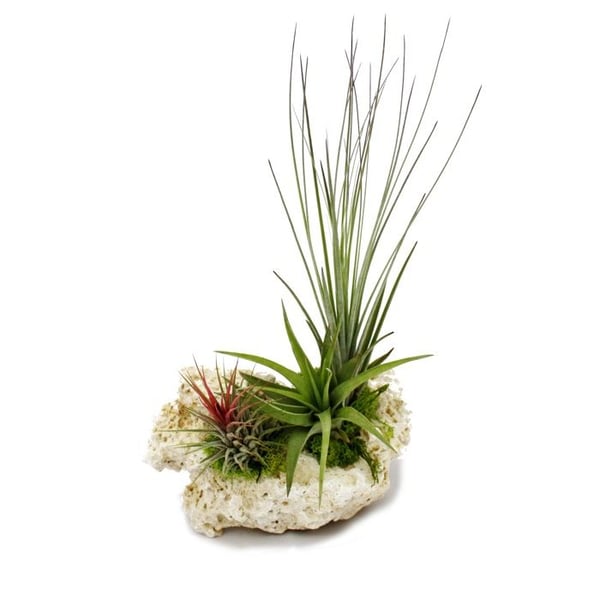 Tillandsia på Zanzibar-klippan - xl - 3 växter