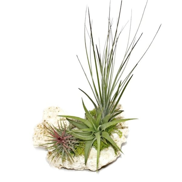 Tillandsia på Zanzibar-klippan - xl - 3 växter