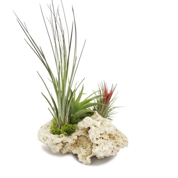 Tillandsia på Zanzibar-klippan - xl - 3 växter