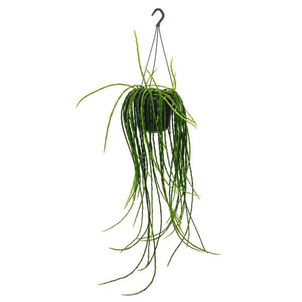 Urban Jungle Elegance - Modern kaktusambre med en fantastisk bladstruktur - Rhipsalis paradoxa - 15cm