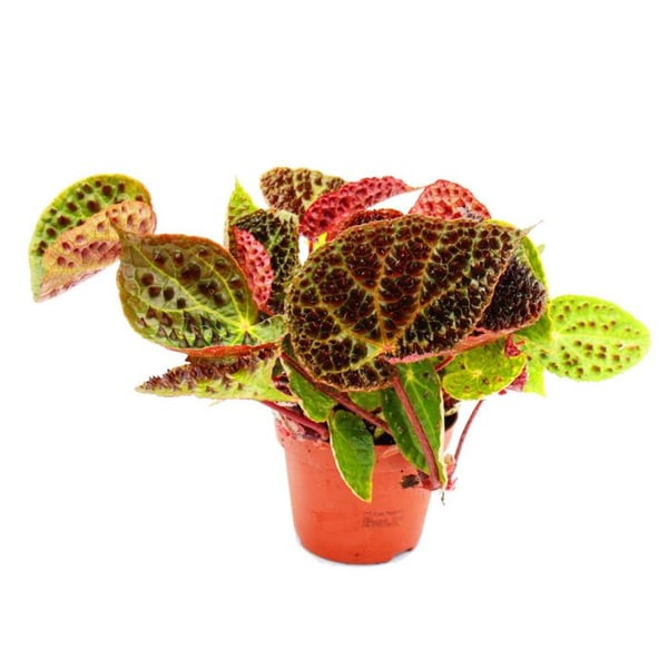 Vild begonia - Begonia ferox - växt med spektakulärt bladverk - raritet - 12 cm kruka