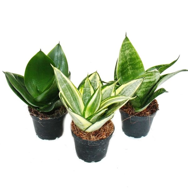 Sansevieria trifaciata hahnii - 3 olika växter i 5,5 cm kruka - stråkhampa, vacker tunga