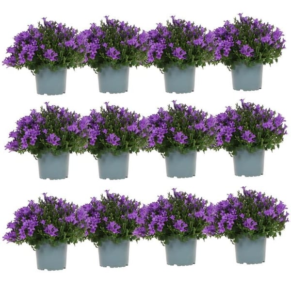 Campanula Addenda - rustik blomklocka - idealisk för 2 m² - kruka på 12 cm - 18 cm hög - 12 stycken