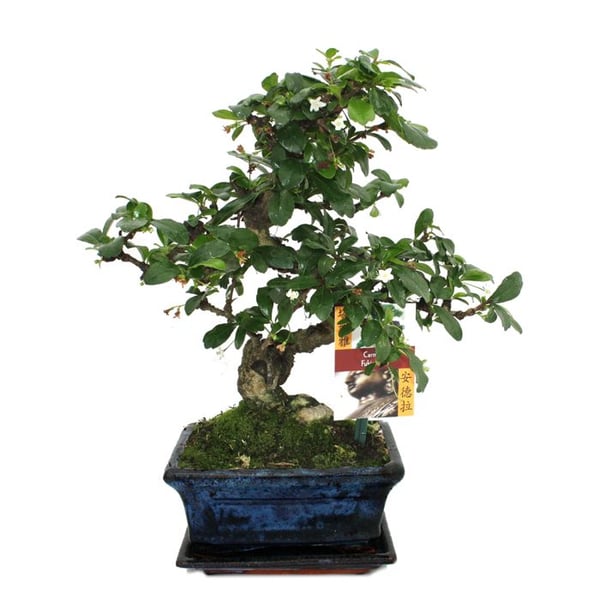 Bonsai Fukientee - Carmona microphylla - ca. 6 år