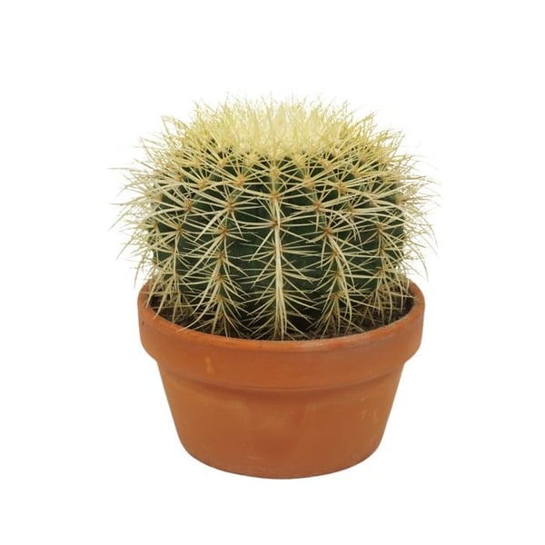 Echinocactus grusonii - svärmorstol - ensam - skål 16cm