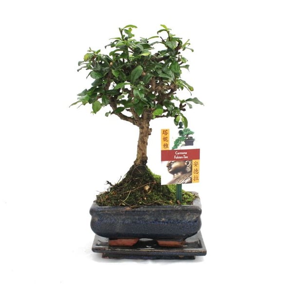 Bonsai Fukientee - Carmona microphylla - ca. 6 år - Kugelform