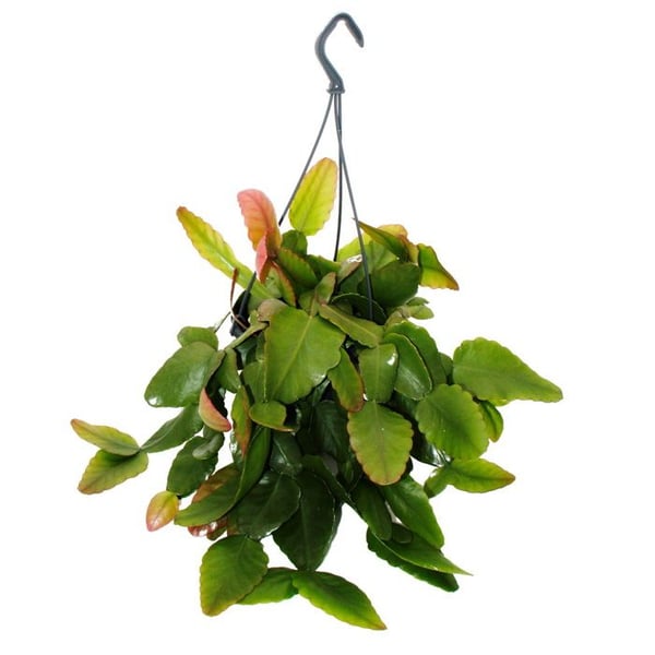 Urban Jungle Elegance - Modern kaktusamber med en fantastisk bladsstruktur - Rhipsalis pachyptera rubra - 15cm