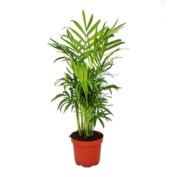 Chamaedorea elegans - bergspalm - 3 plantor i 12cm kruka