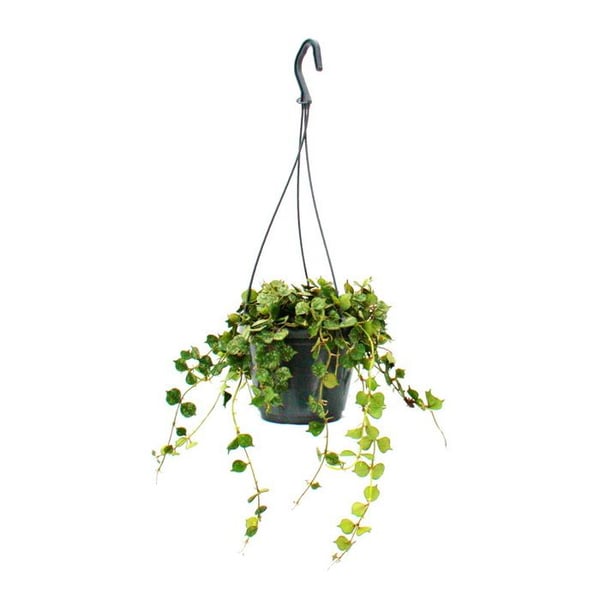 Hängande krukväxt - Hoya curtisii - Vaxblomma 14cm ampel