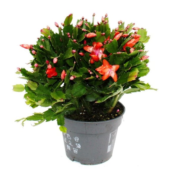 Stor julkaktus - Schlumbergera - XXL - kruka 17cm - höjd ca 25-35cm - röda blommor Stor julkaktus - Schlumbergera - XXL - kruka 17cm - höjd ca 25-35cm - röda blommor