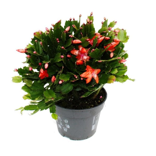 Stor julkaktus - Schlumbergera - XXL - kruka 17cm - höjd ca 25-35cm - röda blommor