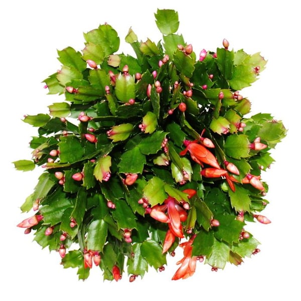 Stor julkaktus - Schlumbergera - XXL - kruka 17cm - höjd ca 25-35cm - röda blommor