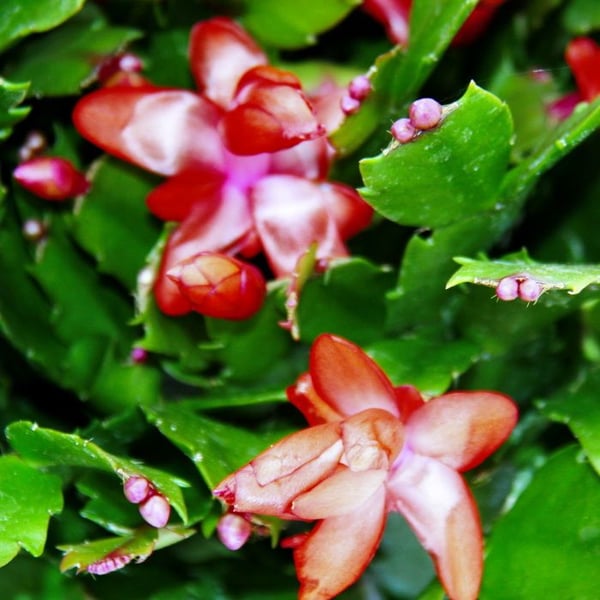 Stor julkaktus - Schlumbergera - XXL - kruka 17cm - höjd ca 25-35cm - röda blommor