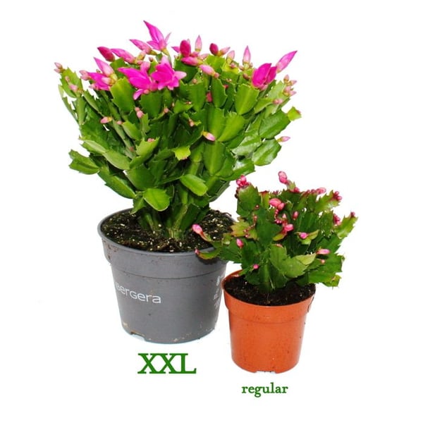 Stor julkaktus - Schlumbergera - XXL - kruka 17cm - höjd ca 25-35cm - röda blommor