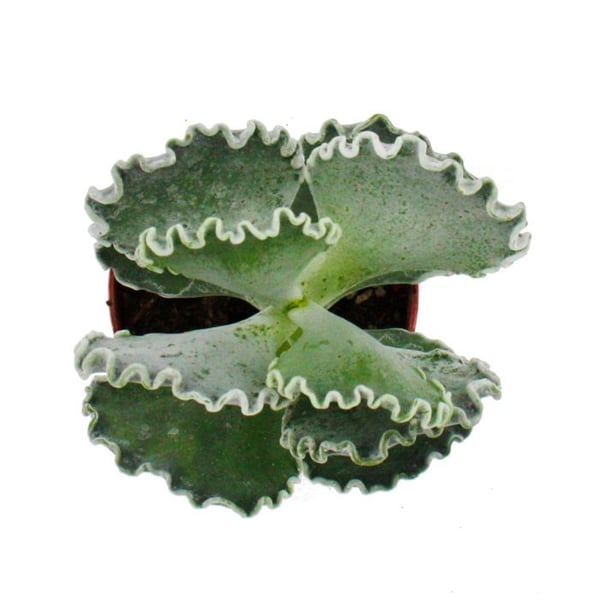 Cotyledon undulata - silver crown - saftigt skal - i kruka 8,5 cm