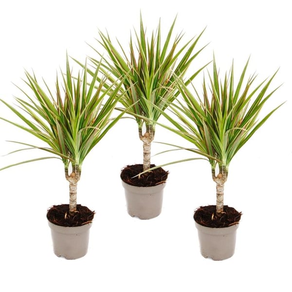 drakensåg bicolore - Dracaena marginata Bicolor - set med 3 växter