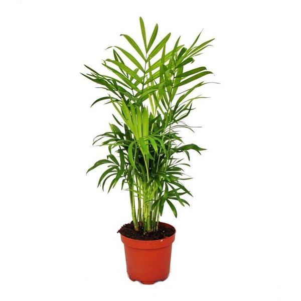 Exotenherz - bergspalm - Chamaedorea elegans - 1 planta - lättskött - luftrenare - 12 cm kruka