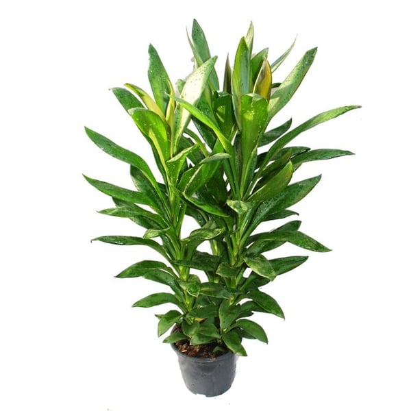 Cordyline fruticosa, lys klubb, grön i kruka 19cm
