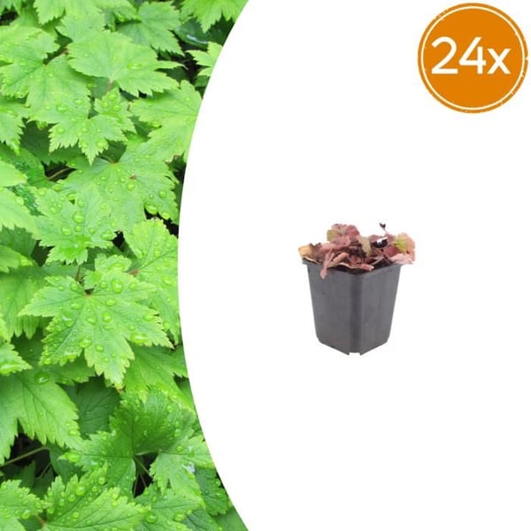 Tiarella cordifolia - Schaumblüte med hjärtformade blad - 9 cm kruka - 15-25 cm hög - Set med 24 växter