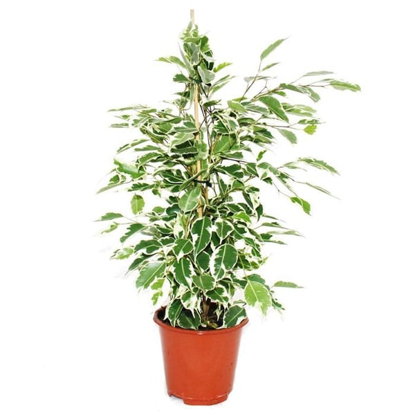 Exotenherz - gråtande fikon - Ficus "Twilight" - vita löv - 1 planta - lättskött - 12 cm kruka