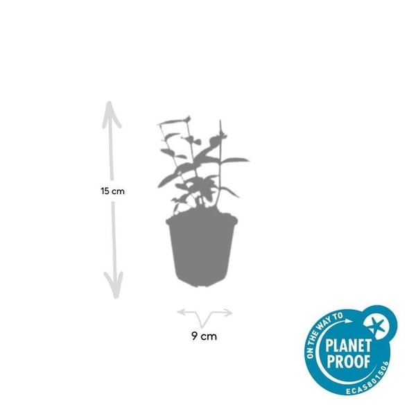 Bodennäckros - Johannesört - Hypericum inodorum 'Annebel' - 9cm kruka - Set med 12 växter