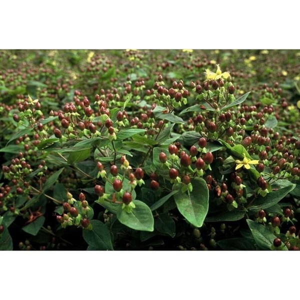 Jordtäcke - St John's wort - Hypericum inodorum - 9cm kruka - Set med 6 växter