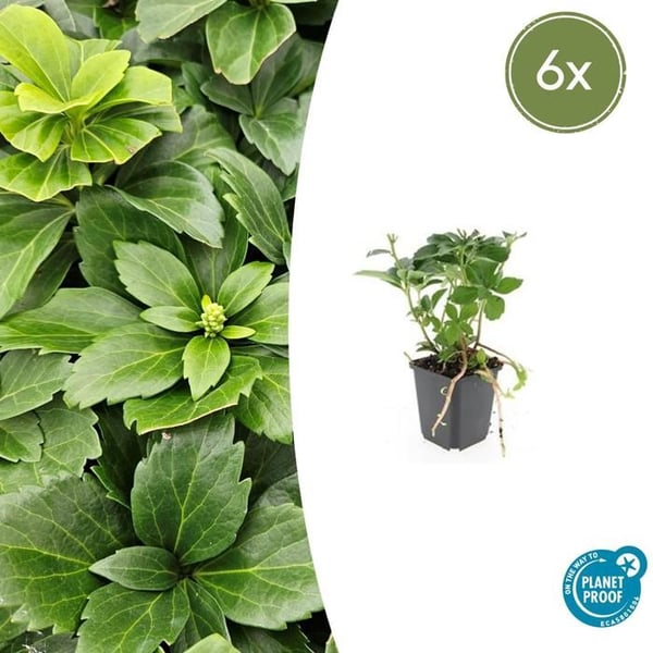 Marktäckare - Skugga - Pachysandra terminalis - 9cm kruka - Set med 6 växter