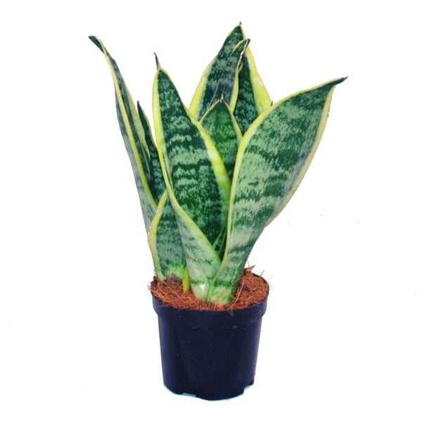 Sansevieria trifasciata - knut gul-grønn hamp - potte på 9 cm