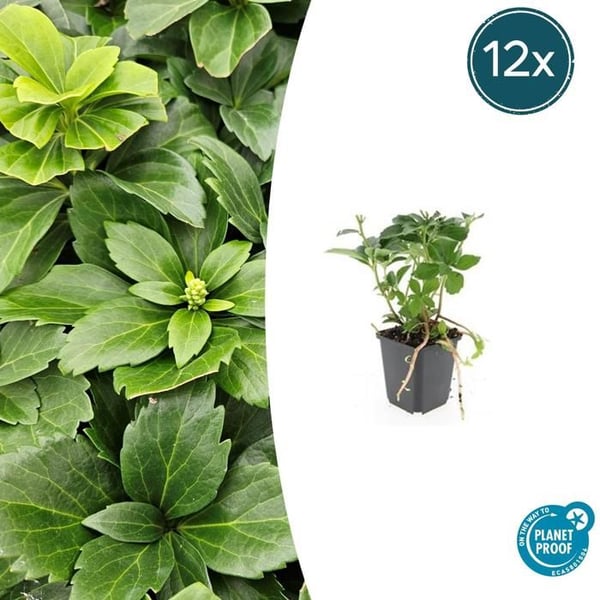 Markskydd - Skugga - Pachysandra terminalis - Kruka 9cm - Set med 12 växter
