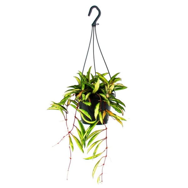 Krukväxt att hänga - Hoya wayetii tricolor - Vaxblomma 14cm upphängning