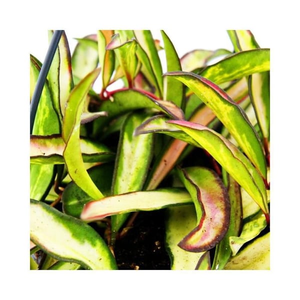 Hängande krukväxt - Hoya wayetii tricolor - Vaxblomma 14cm Ampel