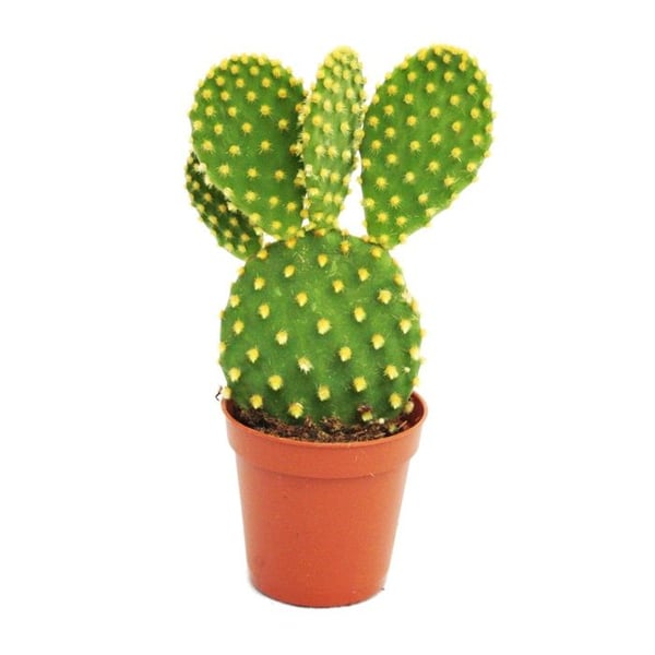 Opuntia microdasys - kaktus med gula taggar - i en kruka på 8,5 cm