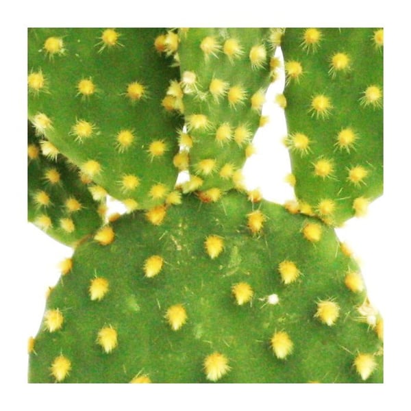 Opuntia microdasys - kaktus med gula taggar - i en kruka på 8,5 cm