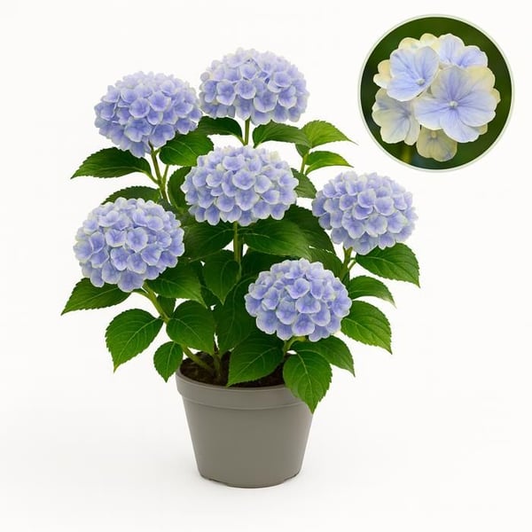 Exotisk Hjärta - Hortensia - Hydrangea Magical Jewel Blue - Blå - 6-10 blommor - kruka 23cm