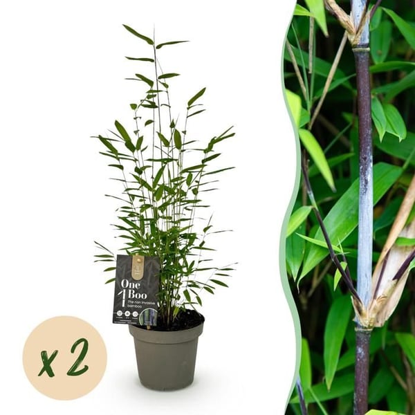 Exotiskt Hjärta Bambus - Fargesia Black Dragon - Svart - Set med 2 krukor 14cm Höjd 35cm