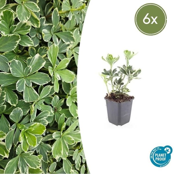 Bodendecker - Vitprickigt skuggrön - Pachysandra terminalis 'Variegata' - 9cm kruka - Set med 6 växter