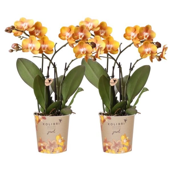 Kolibri Orkidéer KOMBI ERBJUDANDE av 2 Phalaenopsis-orkidéer - Las Vegas - Krukstorlek 12cm