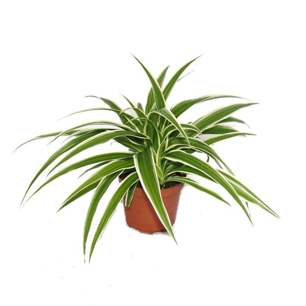 Chlorophytum - Grön lilja - Bröllopståg - 9cm kruka - Krukväxt