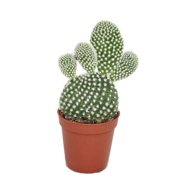 Opuntia microdasys albata - Kaktus med vita taggar - i kruka med 5,5 cm