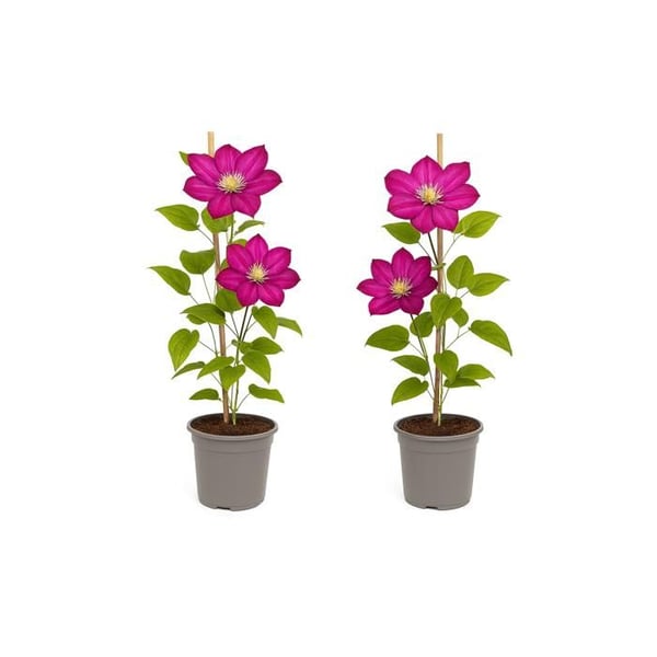 Exotiskt hjärta - Klätterväxter - Clematis Ville de Lyon - Set om 2 - kruka 11cm