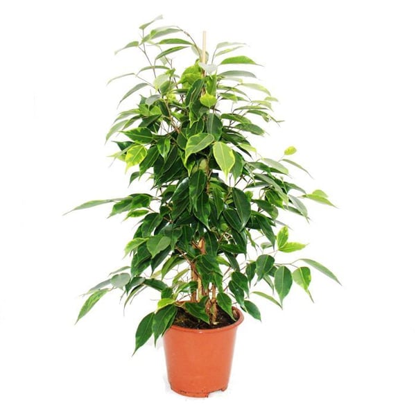 Exotenherz Birkenfikus Ficus Anastasia ljusgröna blad 1 växt lättskött luftrenande - 12 cm kruka