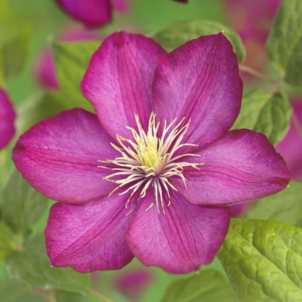 Exotiskt hjärta - Klätterväxter - Clematis Ville de Lyon - Set om 2 - kruka 11cm