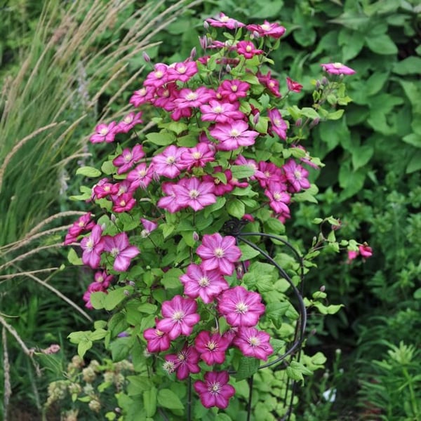 Exotiskt hjärta - Klätterväxter - Clematis Ville de Lyon - Set om 2 - kruka 11cm