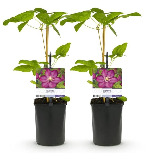 Exotiskt hjärta - Klätterväxter - Clematis Ville de Lyon - Set om 2 - kruka 11cm