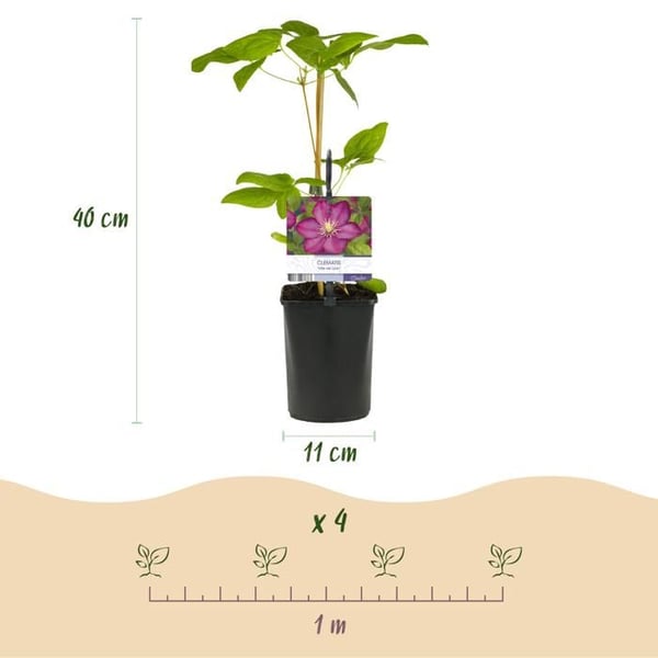 Exotiskt hjärta - Klätterväxter - Clematis Ville de Lyon - Set om 2 - kruka 11cm