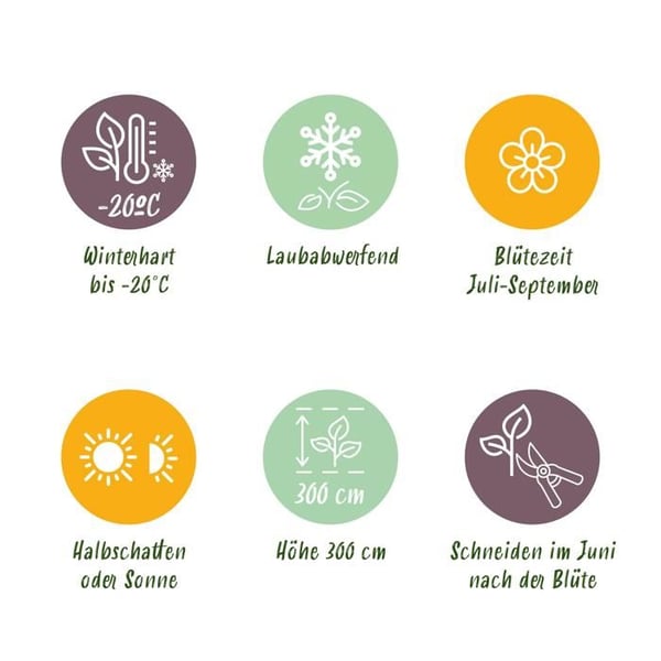 Exotiskt hjärta - Klätterväxter - Clematis Ville de Lyon - Set om 2 - kruka 11cm