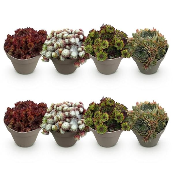 Exotisk marktäckare - Sempervivum Mix Big Sam rot - Set med 8 - kruka 14cm